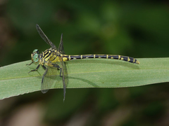 Austrogomphus arbustorum