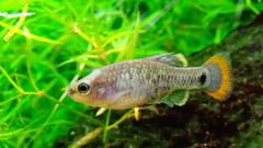 Tequila Splitfin photo 1