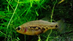 Tequila Splitfin photo 3