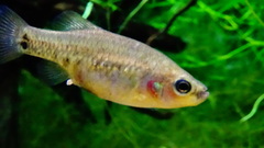 Tequila Splitfin photo 4