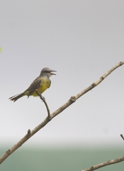 Tyrannus melancholicus