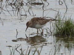 Calidris melanotos