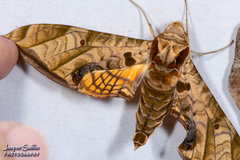 Protambulyx euryalus