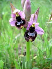Ophrys sphegodes sipontensis
