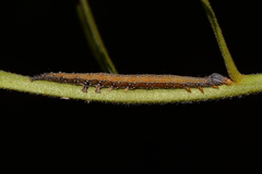 Catocala muliercula
