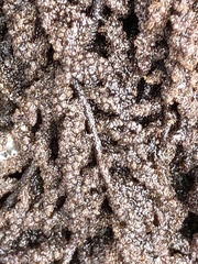 Callithamnion pikeanum