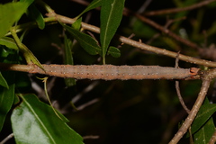 Catocala muliercula