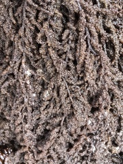 Callithamnion pikeanum