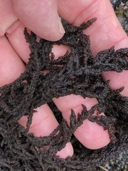 Callithamnion pikeanum