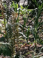 Turdus rufopalliatus