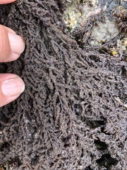 Callithamnion pikeanum