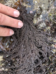 Callithamnion pikeanum