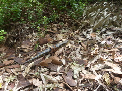Tiliqua scincoides scincoides