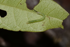 Paratrea plebeja
