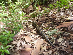 Tiliqua scincoides scincoides
