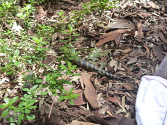 Tiliqua scincoides scincoides