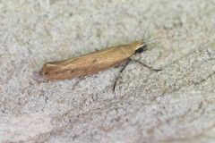 Ypsolopha ochrella