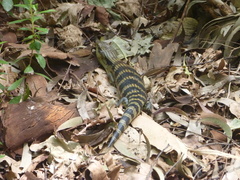 Tiliqua scincoides scincoides