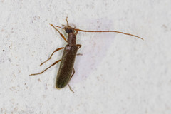 Sparedrus aspersus