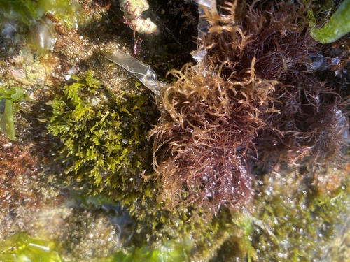 Hypnea musciformis observed 2021-04-23