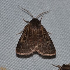 Cerastis tenebrifera