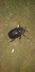 Xylotrupes gideon gideon