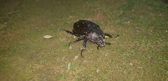 Xylotrupes gideon gideon