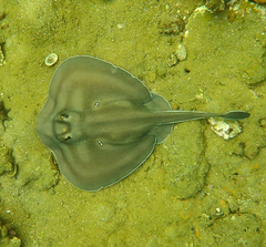 Sparsely-Spotted Stingaree photo 4