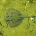 Sparsely-spotted Stingaree - Photo (c) Ken, some rights reserved (CC BY-NC), uploaded by Ken