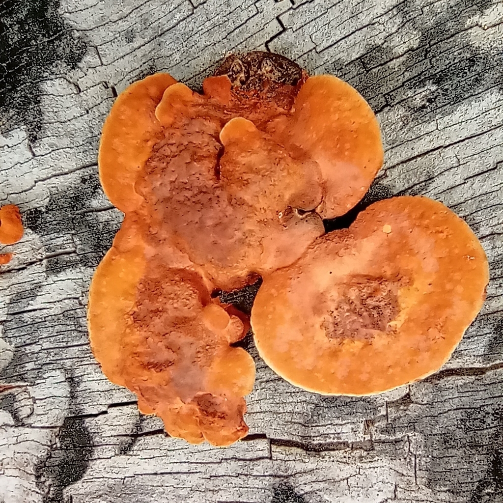 Trametes sanguinea · April 2021 · photo: © daddis (iNaturalist, cc0)