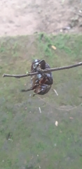 Xylotrupes gideon gideon