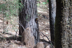 Lepidocolaptes leucogaster