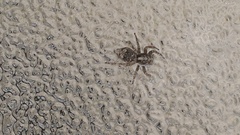 Attulus