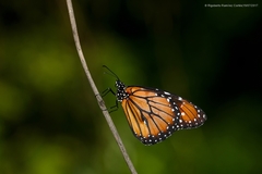 Danaus eresimus montezuma
