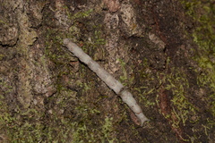 Catocala lineella