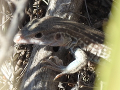 Aspidoscelis exsanguis