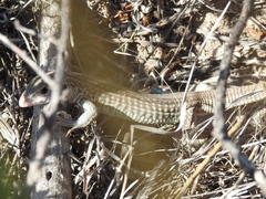 Aspidoscelis exsanguis