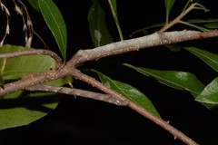 Catocala lineella