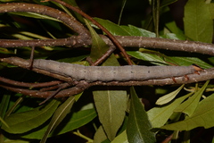 Catocala muliercula