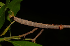 Catocala muliercula