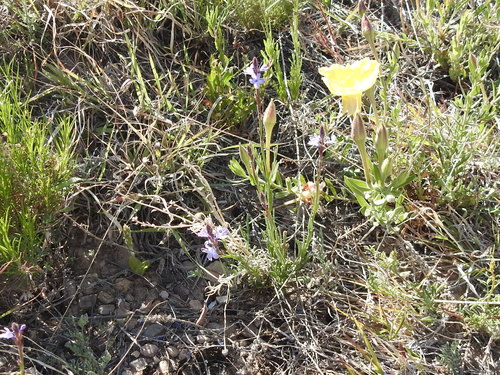 Image of Verbena perennis by (c) Sam Kieschnick, some rights reserved (CC BY)