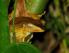 Polypedates otilophus