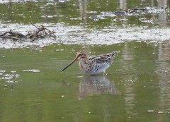 Gallinago delicata