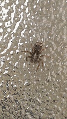 Attulus