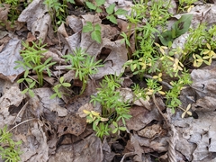 Floerkea proserpinacoides