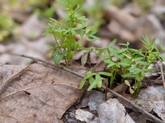 Floerkea proserpinacoides