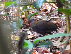 Megapodius cumingii gilbertii