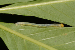 Trigrammia quadrinotaria