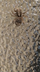 Attulus