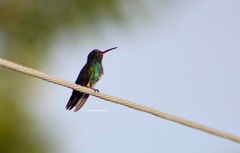 Cynanthus latirostris